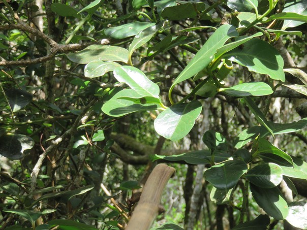 Bois de tambour Tambourissa crassa IMG_0946