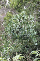 Bois de tambour
