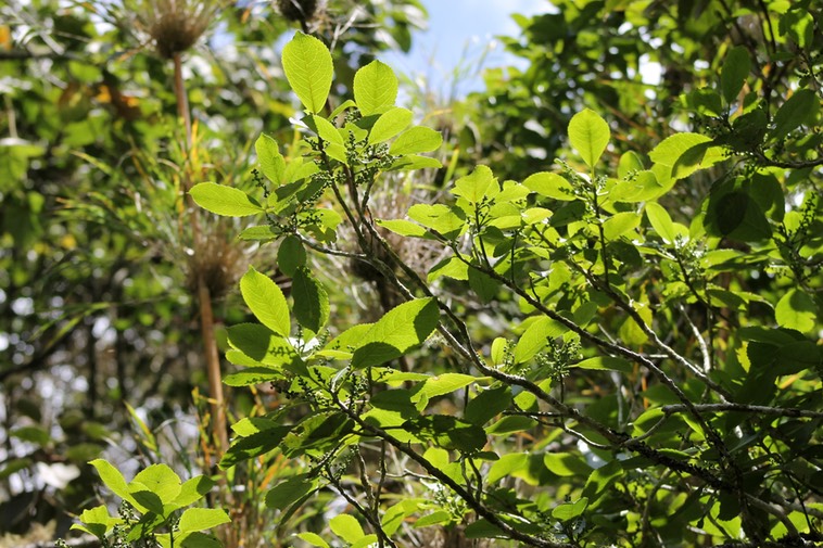 Bois d'oiseau