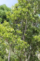 Bois maigre - Nuxia verticillata - Stilbacée ex Loganiacée - BM