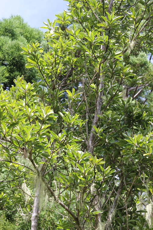 Bois maigre - Nuxia verticillata - Stilbacée ex Loganiacée - BM