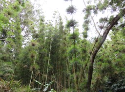 Calumets IMG_0944