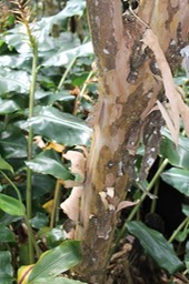 Change écorce - Aphloia theiformis- Aphloiacée - I