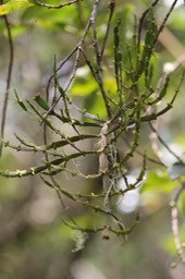 Chourichaude- Korthalsella opuntia - Santalacée ou Loranthacée - I