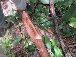 Dans une branche de Bois de Fleur jaune une galerie de "Zandette" débusquée par les chasseurs IMG_0970