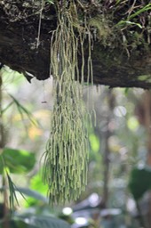 Epaulette - Huperzia sp -