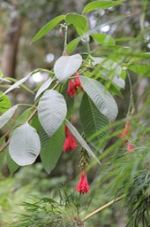 Flambeau d'amour- Fuchsia boliviana - Onagracée - exo