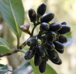 Fruits du Losto café
