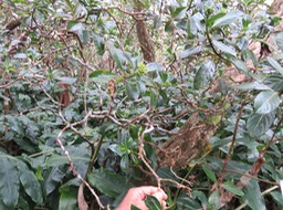 ??? IMG_0934