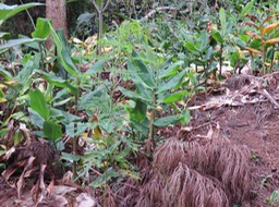 Jeune Tamarin aux abords de la forêt de Cryptoméria IMG_0888