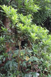 Joli coeur- Pittosporum senacia - Pittosporacée-I