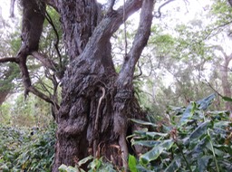 Le roi de la forêt dans un océan de Longoses  IMG_0982