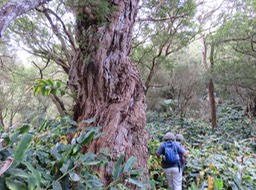Le roi de la forêt dans un océan de Longoses IMG_0977
