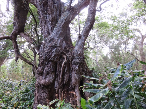 Le roi de la forêt dans un océan de Longoses  IMG_0982