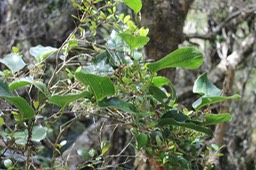 Liane Croc de chien - Smilax anceps - Smilacacée - I