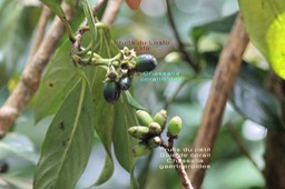 Losto café et petit Bois de corail - Fruits
