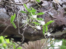 Orchidée IMG_0959