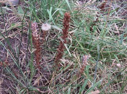 Orobanche minor IMG_0887