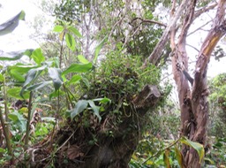 Peperomia sur le tronc IMG_0910
