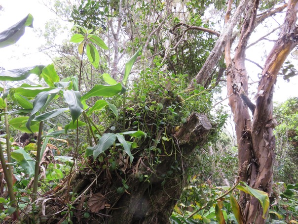 Peperomia sur le tronc IMG_0910