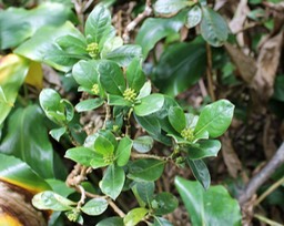 Petit Bois de corail - Chassalia gaertneroides - Rubiacée - B