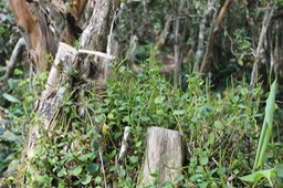 Pourpier marron- Peperomia - Pipéracée - I