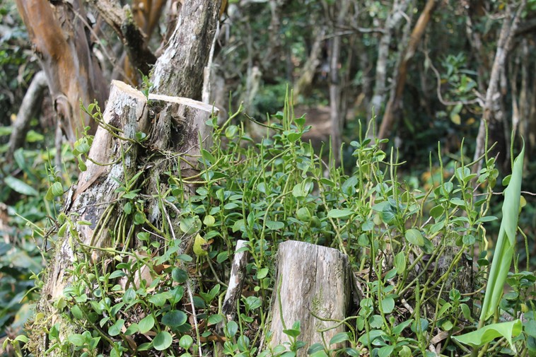 Pourpier marron- Peperomia - Pipéracée - I