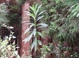 Psiadia laurifolia  IMG_0893