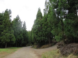Route Vaudeville Forêt de Cryptomeria Départ du sentier  à droite IMG_0885