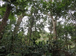 Sous-bois Longoses Mahots Tamarins Fanjans IMG_0948