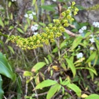 2. Benthamia latifolia - &Oslash; - Orchidaceae -endémique La Réunion et île Maurice..jpeg