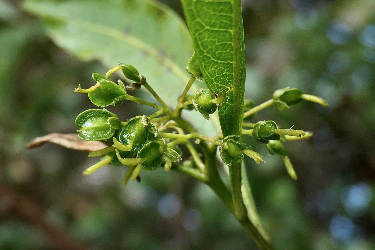 Dodonaea viscosa .bois d&rsquo;arnette .( fruits en formation )sapindaceae.indigène Réunion..jpeg