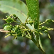 Dodonaea viscosa .bois d&rsquo;arnette .( fruits en formation )sapindaceae.indigène Réunion..jpeg