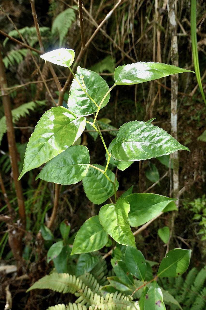 Faujasiopsis flexuosa. liane zig-zag.asteraceae.endémique Réunion Maurice. Recherche de titres&hellip;.jpeg