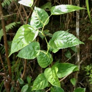 Faujasiopsis flexuosa. liane zig-zag.asteraceae.endémique Réunion Maurice. Recherche de titres&hellip;.jpeg