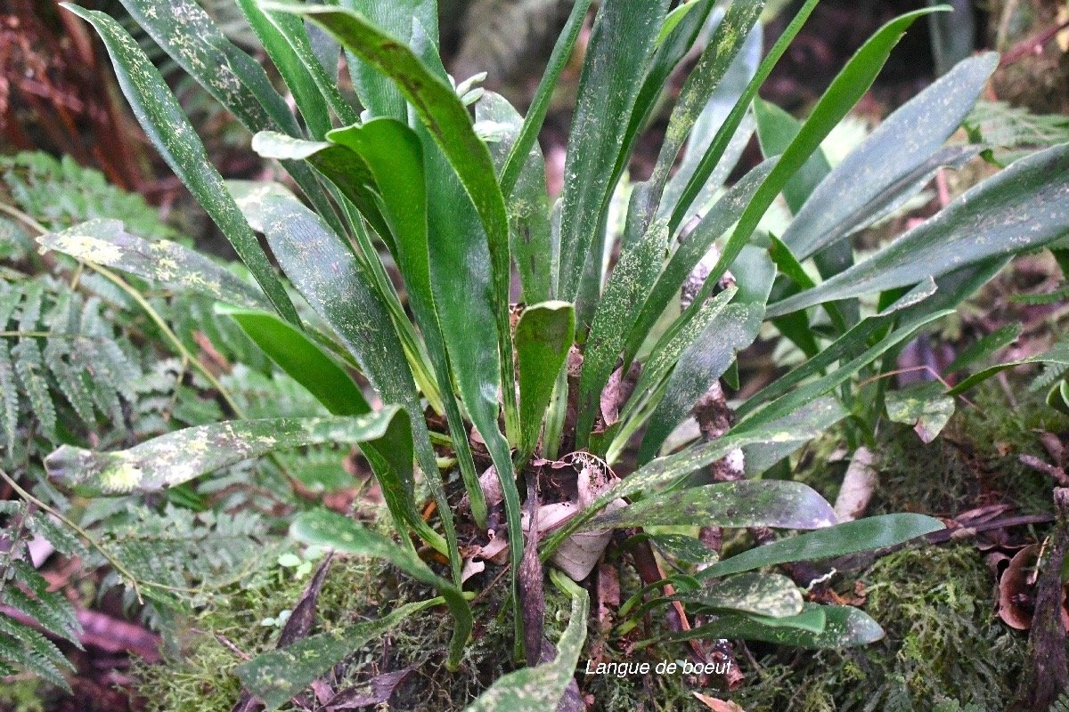Antrophyopsis boryana Langue de boeuf Pteridaceae Indigène La Réunion, Maurice 2039.jpeg