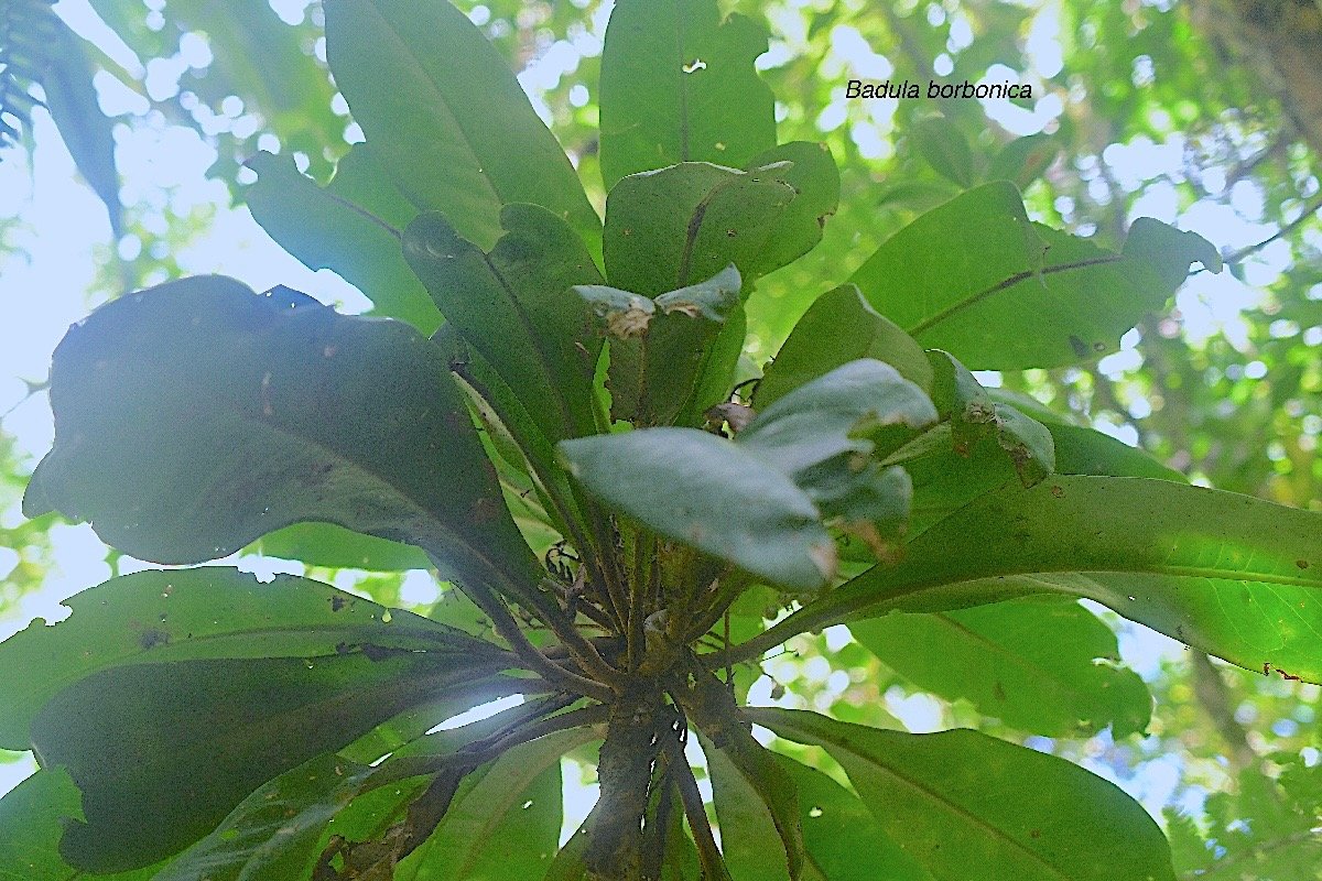 Badula borbonica Bois de savon Primulaceae Endémique La Réunion 2001.jpeg