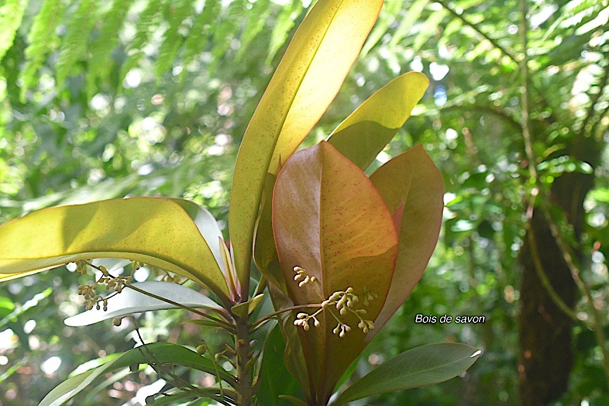 Badula borbonica Bois de savon Primulaceae Endémique La Réunion 2027.jpeg