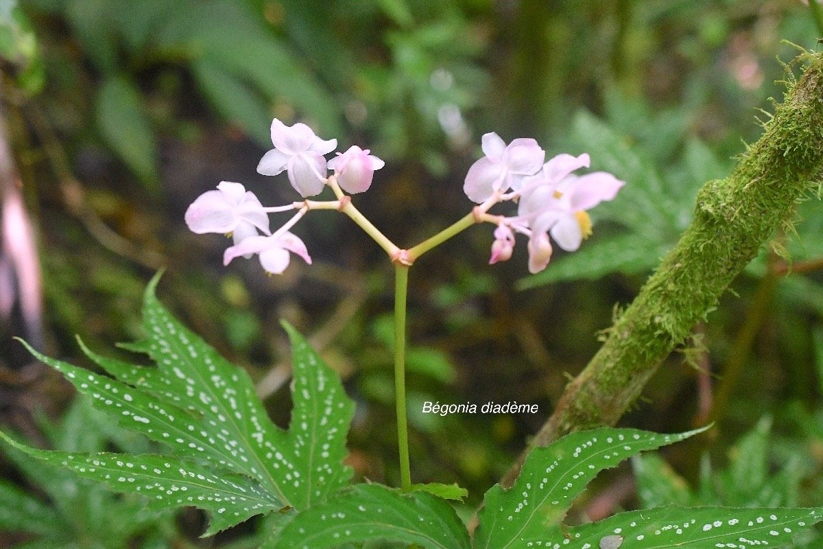Begonia diadema Bégonia diadème Begoniaceae 2004.jpeg