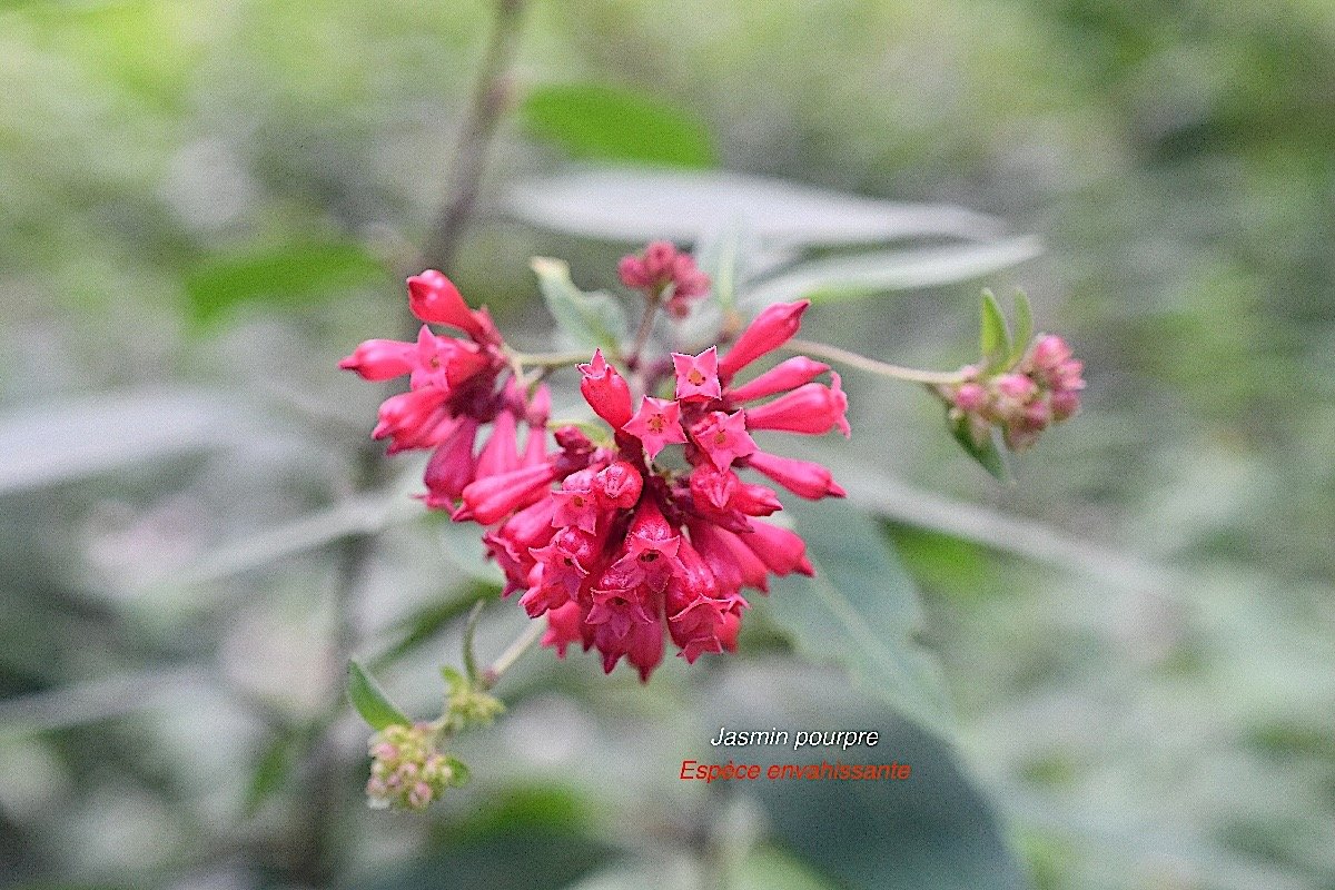 Cestrum elegans Jasmin pourpre Solanaceae E E 2031.jpeg