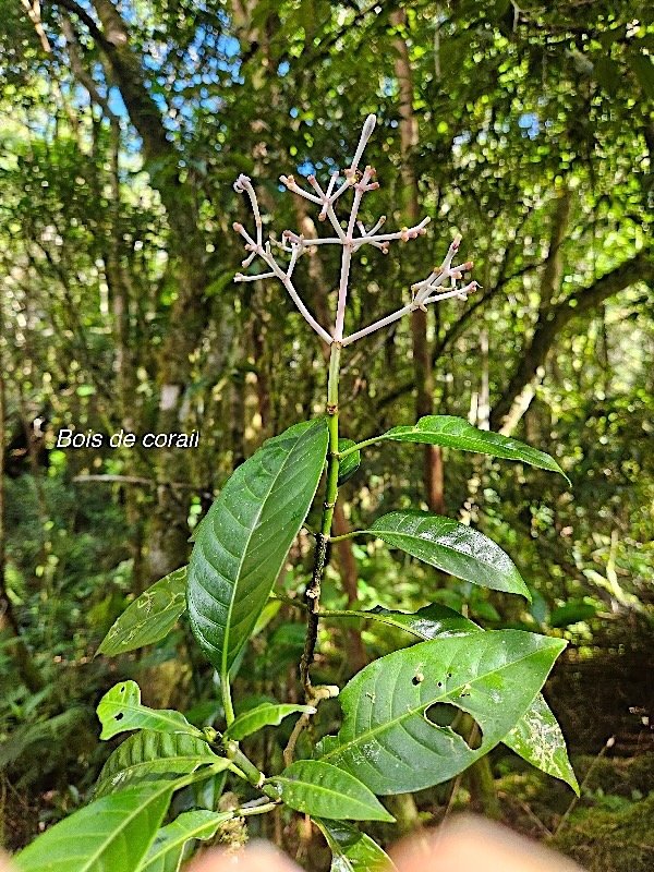 Chassalia corallioides Bois de corail Rubiaceae Endémique La Réunion 543.jpeg