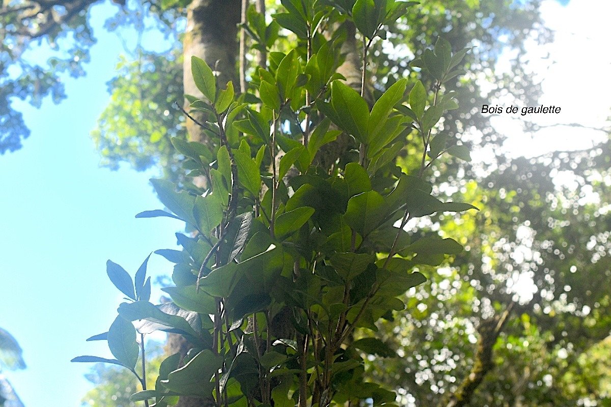 Doratoxylon apetalum Bois de gaulette Sapindaceae Indigène La Réunion 1939.jpeg
