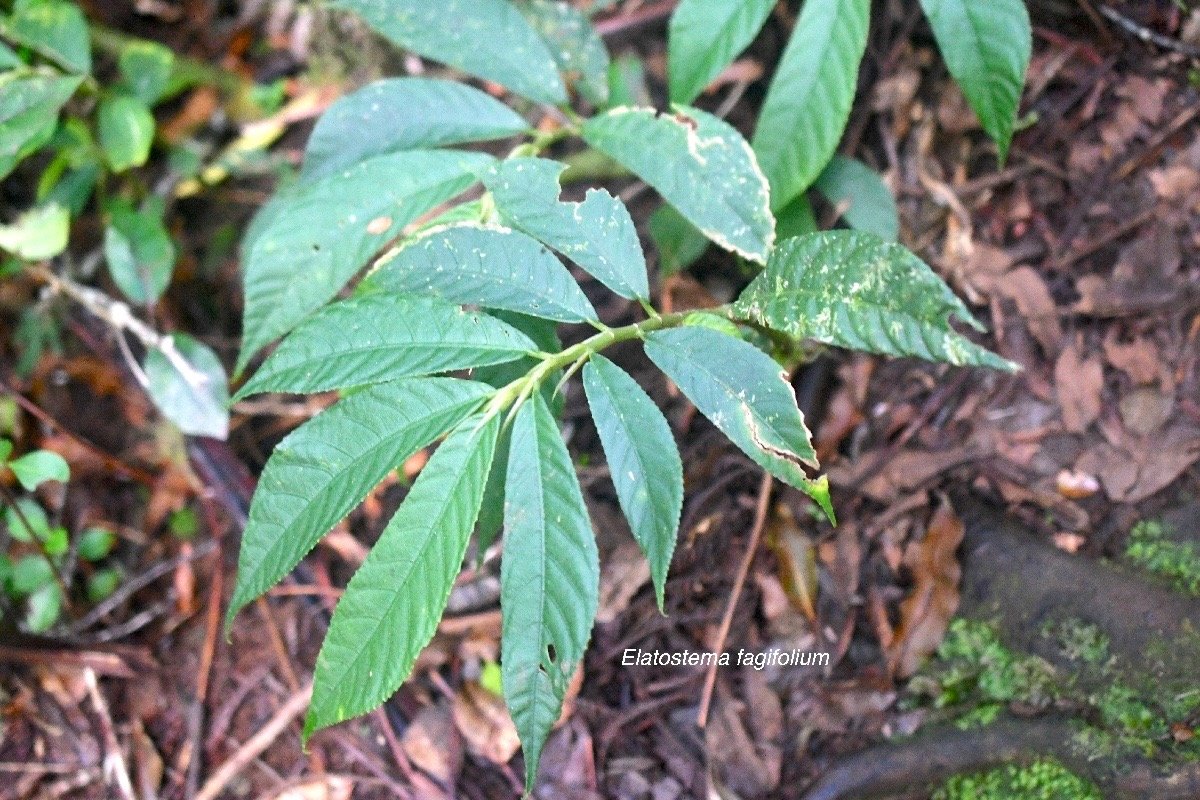 Elatostema fagifolium Urticaceae Indigène La Réunion 2002.jpeg