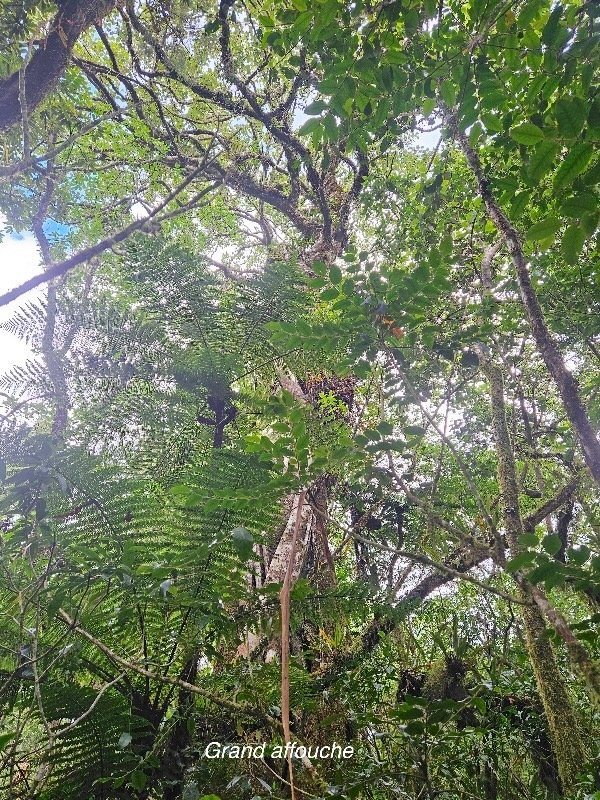 Ficus densifolia Grand affouche Moraceae Endémique La Réunion, Maurice 633.jpeg