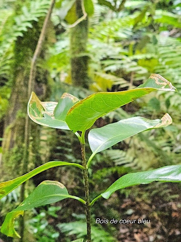 Noronhia broomeana Bois de coeur bleu Oleaceae Endémique La Réunion, Maurice 654.jpeg