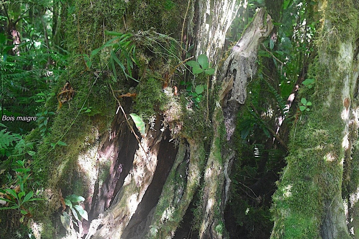 Nuxia verticillata Bois maigre Stilbaceae Endémique La Réunion, Maurice 1914.jpeg