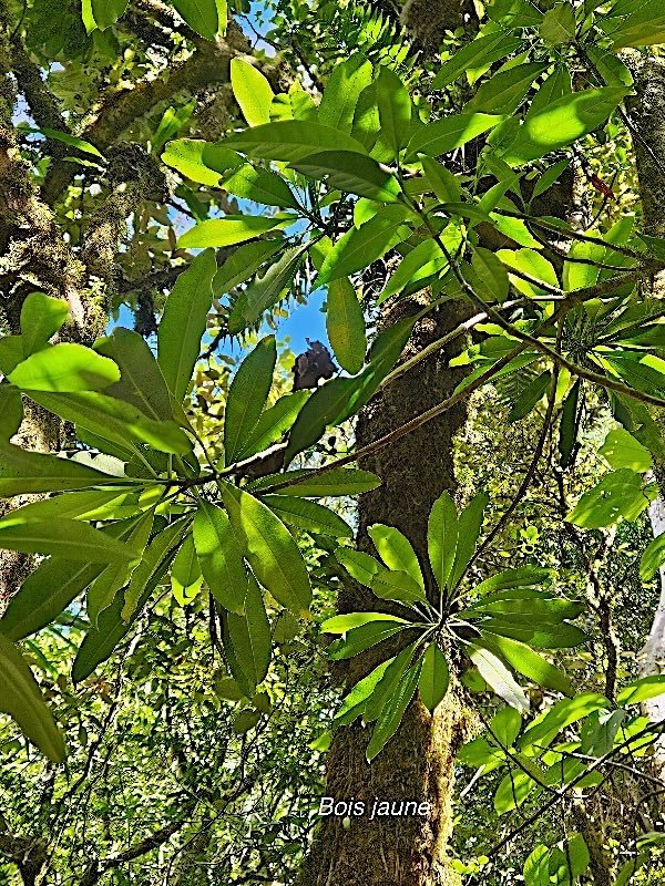 Ochrosia borbonica Bois jaune Apocynaceae Endémique La Réunion, Maurice 13.jpeg