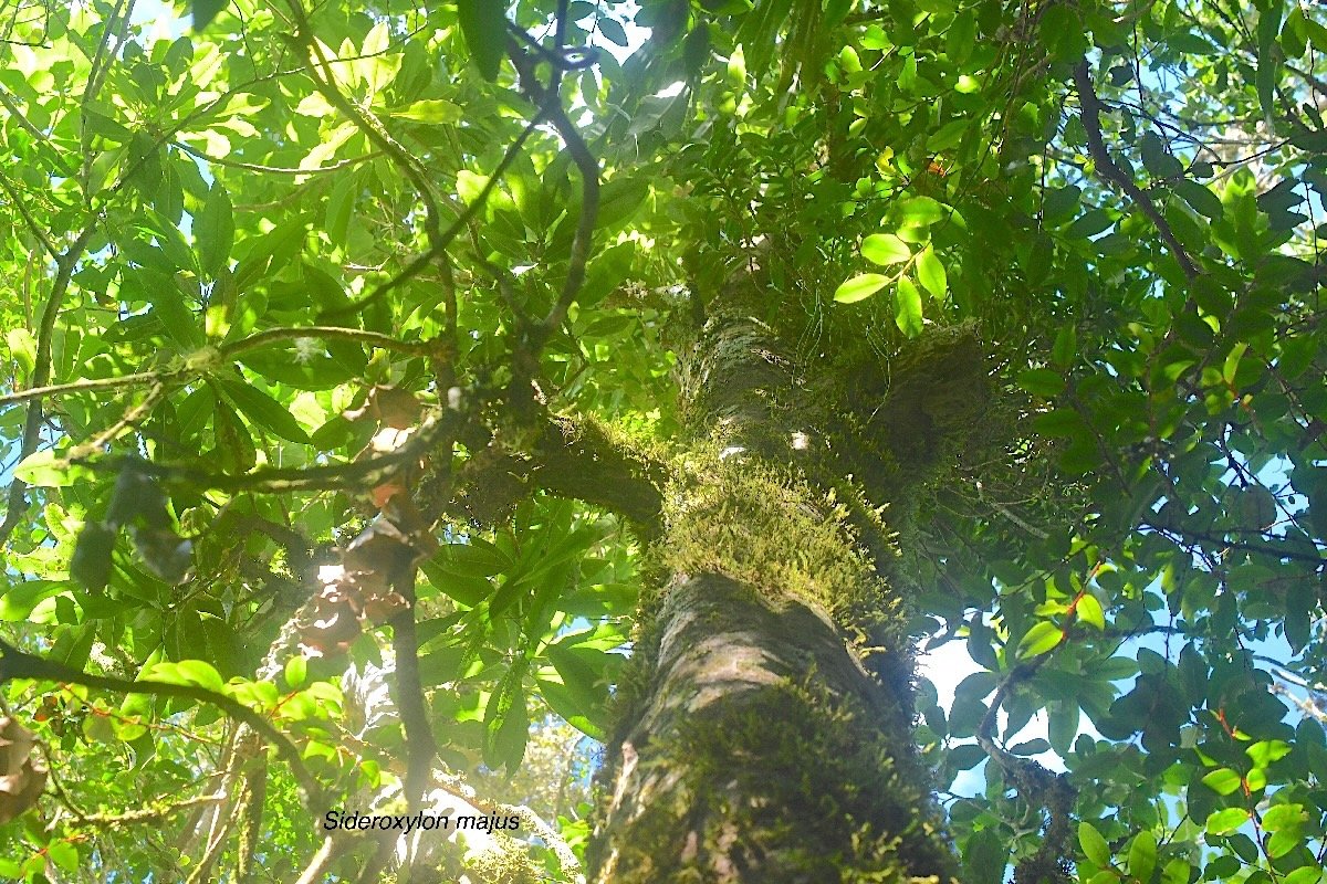 Sideroxylon majus Bois de fer blanc Sapotaceae Endémique La Réunion 1923.jpeg