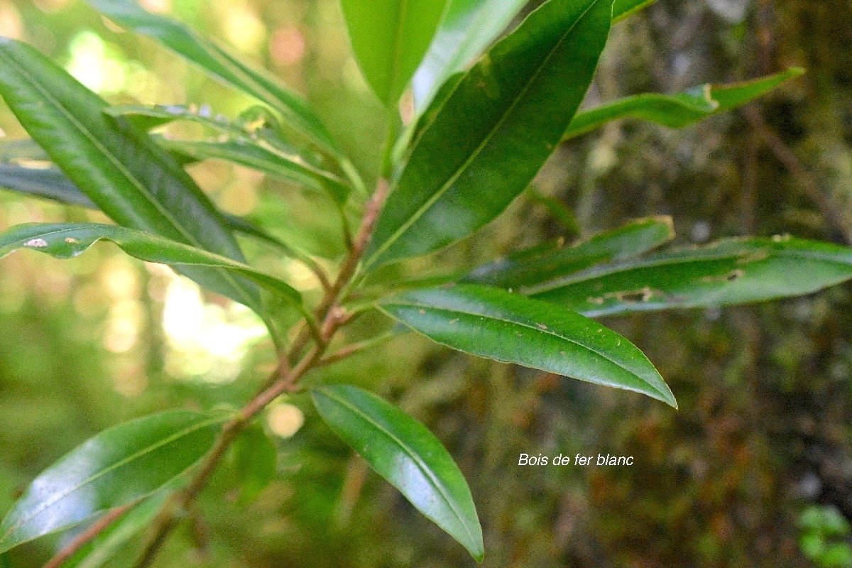 Sideroxylon majus Bois de fer blanc Sapotaceae Endémique La Réunion 1926.jpeg