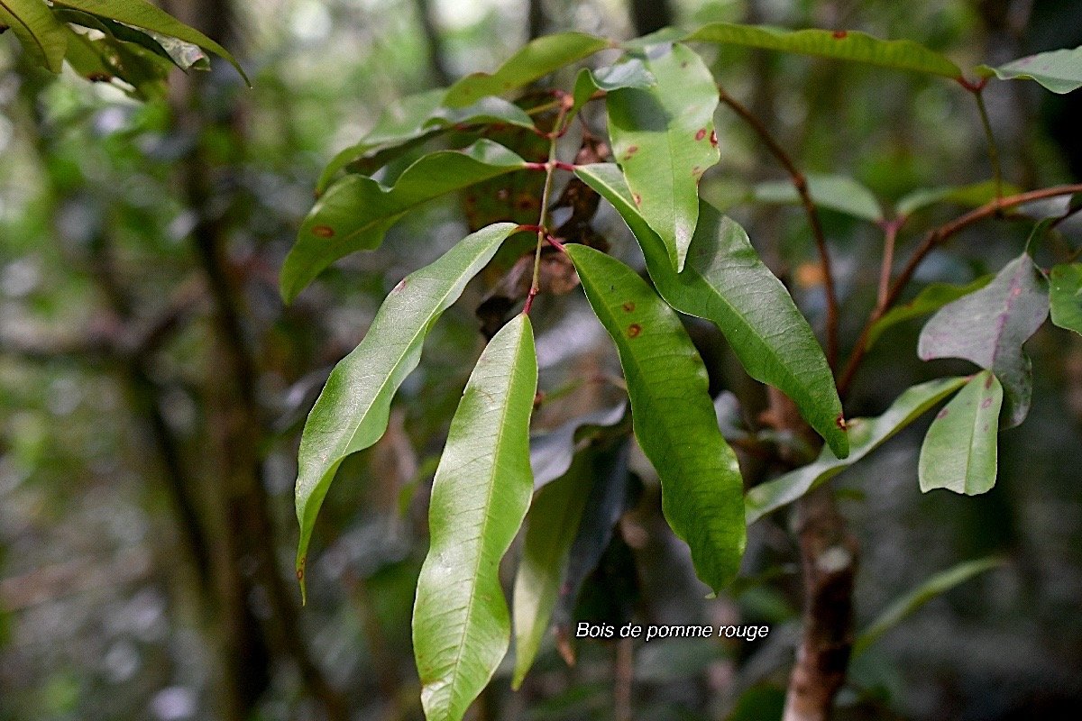 Syzygium cymosum Bois de pomme rouge Myrtaceae Endémique La Réunion , Maurice 1982.jpeg
